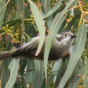 Melithreptus brevirostris at Holt, ACT - 28 Aug 2021 12:16 PM