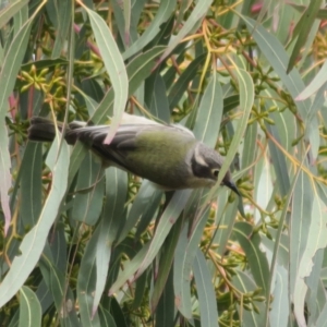 Melithreptus brevirostris at Holt, ACT - 28 Aug 2021 12:16 PM