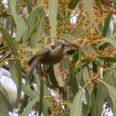 Melithreptus brevirostris at Holt, ACT - 28 Aug 2021