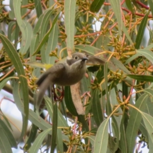 Melithreptus brevirostris at Holt, ACT - 28 Aug 2021 12:16 PM