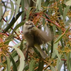 Melithreptus brevirostris at Holt, ACT - 28 Aug 2021 12:16 PM