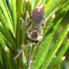 Apiformes (informal group) at Braemar, NSW - 1 Sep 2021 09:44 AM