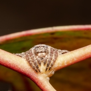 Dolophones sp. (genus) at Holt, ACT - 2 Sep 2021