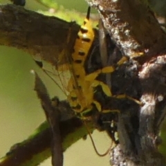 Xanthopimpla sp. (genus) (A yellow Ichneumon wasp) at Braemar - 1 Sep 2021 by Curiosity