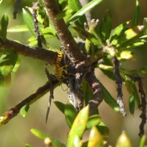 Xanthopimpla sp. (genus) at Braemar, NSW - 1 Sep 2021