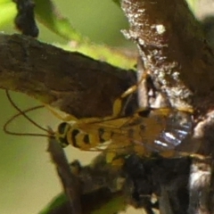 Xanthopimpla sp. (genus) at Braemar, NSW - 1 Sep 2021