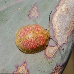 Paropsisterna fastidiosa (Eucalyptus leaf beetle) at Woodstock Nature Reserve - 2 Sep 2021 by Roger