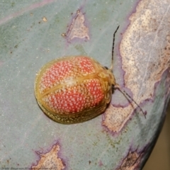 Paropsisterna fastidiosa (Eucalyptus leaf beetle) at Holt, ACT - 2 Sep 2021 by Roger