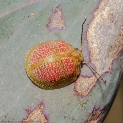 Paropsisterna fastidiosa (Eucalyptus leaf beetle) at Woodstock Nature Reserve - 2 Sep 2021 by Roger