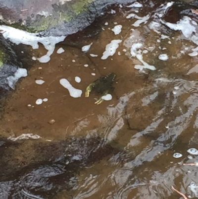 Euastacus armatus (Murray River Crayfish) at Yackandandah, VIC - 2 Jan 2016 by Darcy