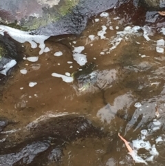 Euastacus armatus at Yackandandah, VIC - suppressed