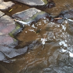 Euastacus armatus at Yackandandah, VIC - suppressed
