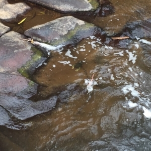 Euastacus armatus at Yackandandah, VIC - suppressed
