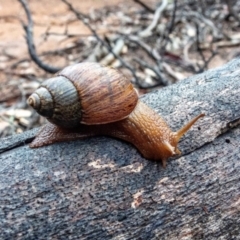 Pygmipanda kershawi (Kershaw's Panda-Snail) at Paupong, NSW - 16 Oct 2020 by Philip