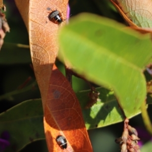 Ellipsidion australe at Cook, ACT - 31 Aug 2021 12:12 PM