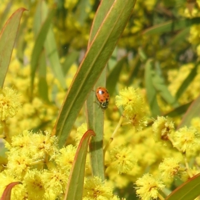 Hippodamia variegata (Spotted Amber Ladybird) at Dunlop, ACT - 1 Sep 2021 by Christine