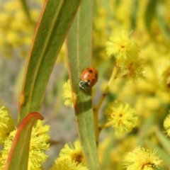 Hippodamia variegata at Dunlop, ACT - 1 Sep 2021