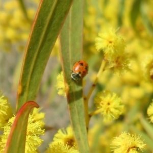 Hippodamia variegata at Dunlop, ACT - 1 Sep 2021 11:23 AM