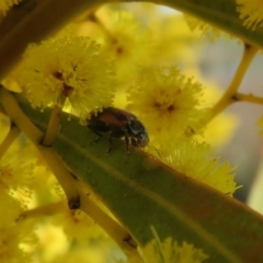 Hippodamia variegata at Dunlop, ACT - 1 Sep 2021 11:23 AM