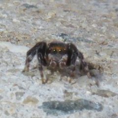 Maratus griseus (Jumping spider) at Dunlop, ACT - 1 Sep 2021 by Christine