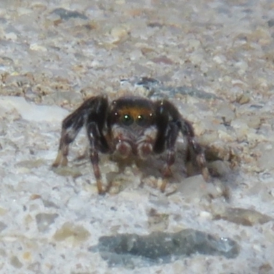 Maratus griseus (Jumping spider) at West Belconnen Pond - 1 Sep 2021 by Christine