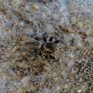 Maratus griseus at Dunlop, ACT - 1 Sep 2021