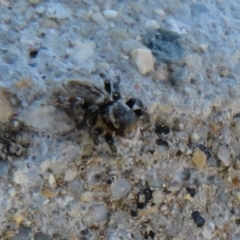 Maratus griseus at Dunlop, ACT - 1 Sep 2021 11:34 AM