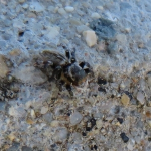 Maratus griseus at Dunlop, ACT - 1 Sep 2021