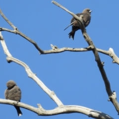 Artamus cyanopterus cyanopterus (Dusky Woodswallow) at Stromlo, ACT - 1 Sep 2021 by HelenCross