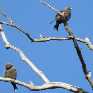 Artamus cyanopterus at Stromlo, ACT - 2 Sep 2021