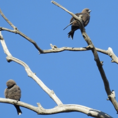 Artamus cyanopterus cyanopterus (Dusky Woodswallow) at Lions Youth Haven - Westwood Farm A.C.T. - 1 Sep 2021 by HelenCross