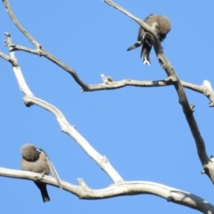 Artamus cyanopterus at Stromlo, ACT - 2 Sep 2021