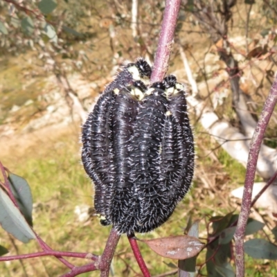 Perga sp. (genus) (Sawfly or Spitfire) at Woodstock Nature Reserve - 26 Aug 2021 by Christine