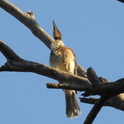 Philemon corniculatus (Noisy Friarbird) at Kambah, ACT - 2 Sep 2021 by HelenCross