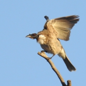 Philemon corniculatus at Kambah, ACT - 2 Sep 2021