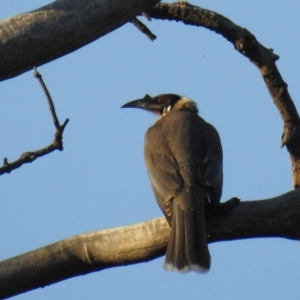 Philemon corniculatus at Kambah, ACT - 2 Sep 2021