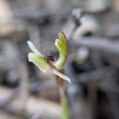 Chiloglottis trapeziformis (Diamond Ant Orchid) at Currawang, NSW - 2 Sep 2021 by camcols