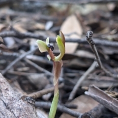 Chiloglottis trapeziformis at Currawang, NSW - 2 Sep 2021