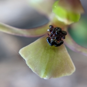 Chiloglottis trapeziformis at Currawang, NSW - 2 Sep 2021