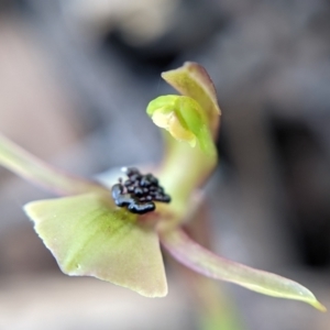 Chiloglottis trapeziformis at Currawang, NSW - 2 Sep 2021