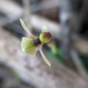 Chiloglottis trapeziformis at suppressed - 2 Sep 2021