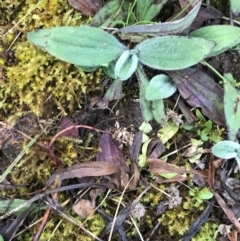 Plantago sp. (Plantain) at Red Hill Nature Reserve - 29 Aug 2021 by Tapirlord