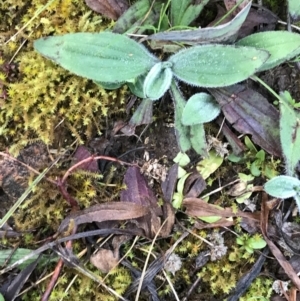 Plantago sp. at Red Hill, ACT - 29 Aug 2021