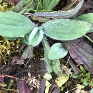 Plantago sp. at Red Hill, ACT - 29 Aug 2021