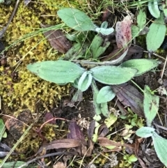 Plantago sp. at Red Hill, ACT - 29 Aug 2021