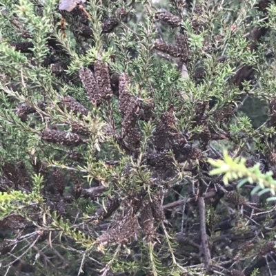 Melaleuca parvistaminea (Small-flowered Honey-myrtle) at Red Hill Nature Reserve - 29 Aug 2021 by Tapirlord