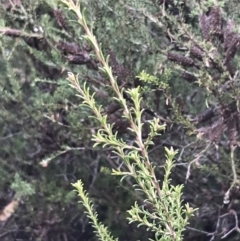 Melaleuca parvistaminea at Red Hill, ACT - 29 Aug 2021 04:39 PM