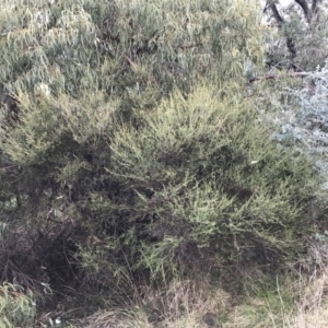 Melaleuca parvistaminea at Red Hill, ACT - 29 Aug 2021 04:39 PM