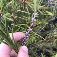 Melaleuca citrina (Crimson Bottlebrush) at Red Hill Nature Reserve - 29 Aug 2021 by Tapirlord