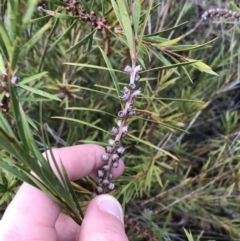 Melaleuca citrina at Red Hill, ACT - 29 Aug 2021